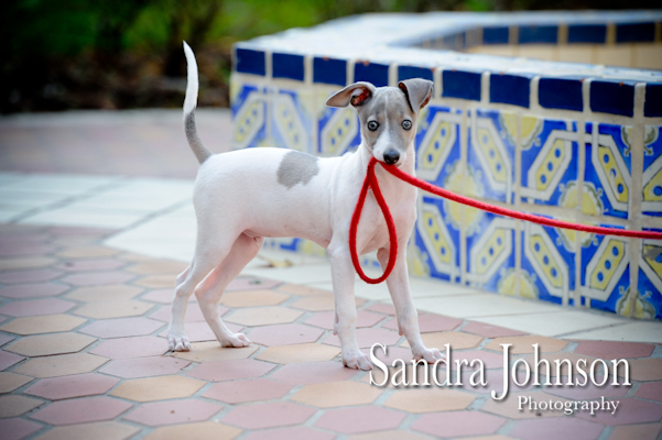 Best Orlando Pet Photographer - Sandra Johnson (SJFoto.com)